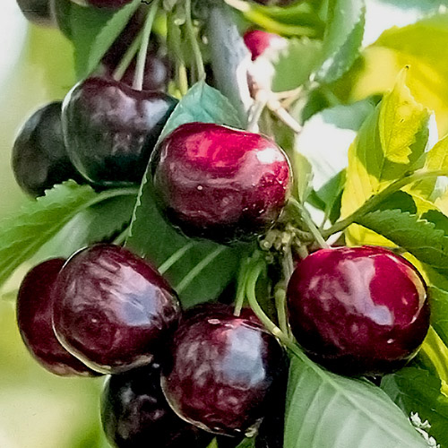 Черешня Черная сладость изображение 1 артикул 7461