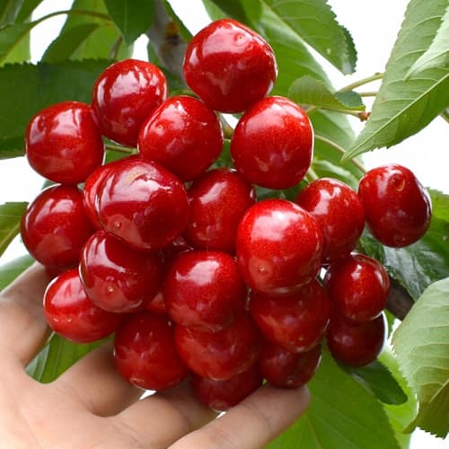 Черешня Гигант Ред изображение 1 артикул 1511