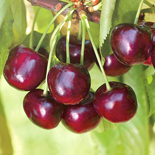Черешня Ипуть изображение 1 артикул 4255