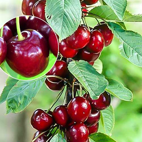 Черешня колоновидная Хелена изображение 1 артикул 1925