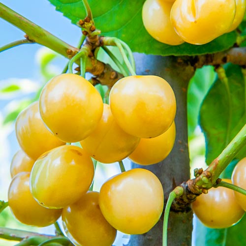 Черешня колоновидная желтая изображение 1 артикул 1974