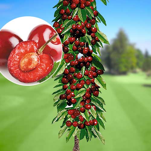 Черешня колоновидная Квин Мери изображение 1 артикул 1921