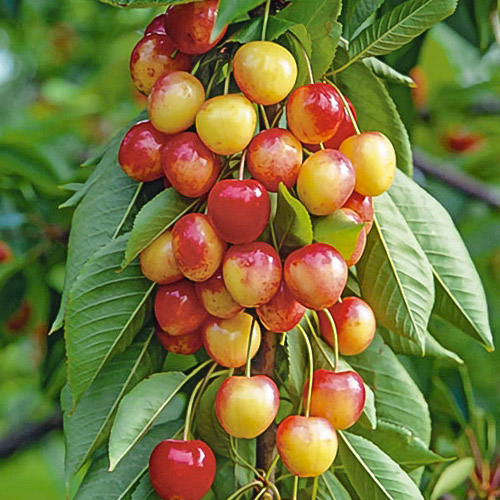 Черешня колоновидная розовая изображение 1 артикул 1965