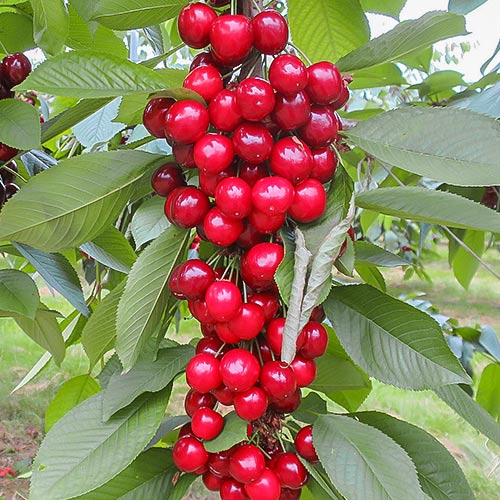 Черешня колоновидная Сэм изображение 1 артикул 1979