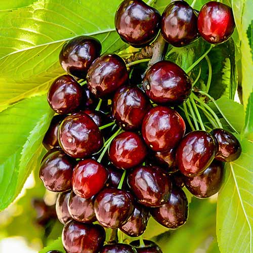 Черешня Кордия изображение 1 артикул 7918