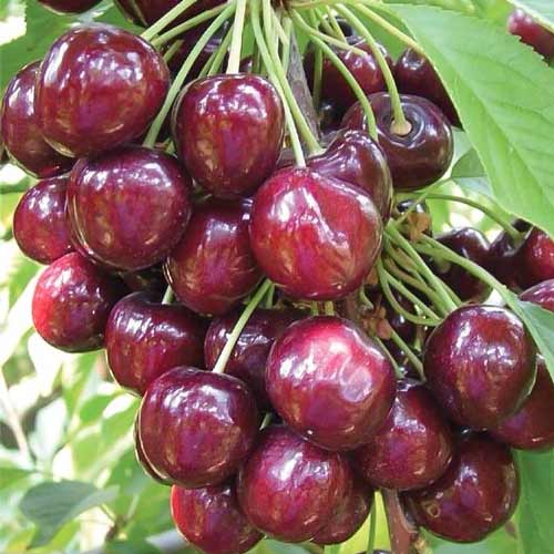 Черешня Наполеон черная изображение 1 артикул 8678