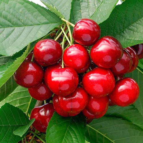 Черешня Наполеон красная изображение 1 артикул 4245