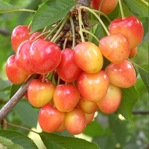 Черешня Наполеон розовая изображение 1 артикул 4246