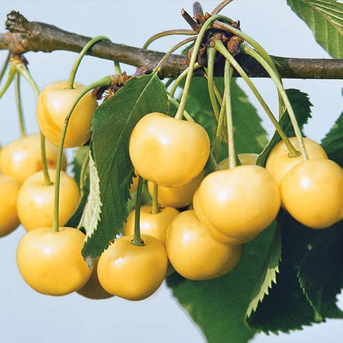 Черешня Рондо изображение 1 артикул 4256