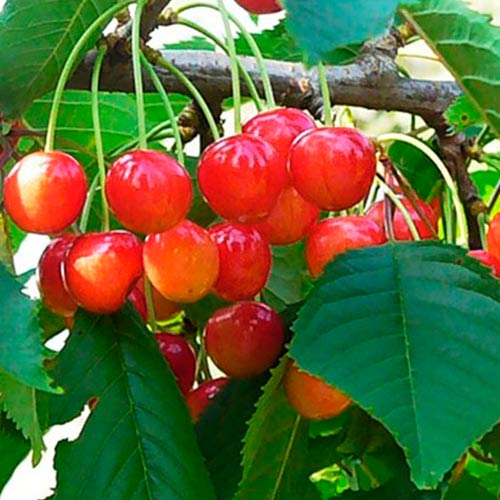 Черешня Розовый жемчуг изображение 1 артикул 7459