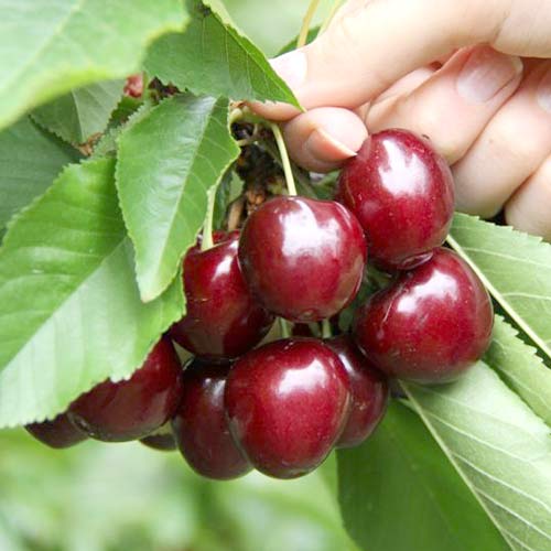 Черешня Самба артикул фото 1 Черешня Самба изображение 1 артикул 4249