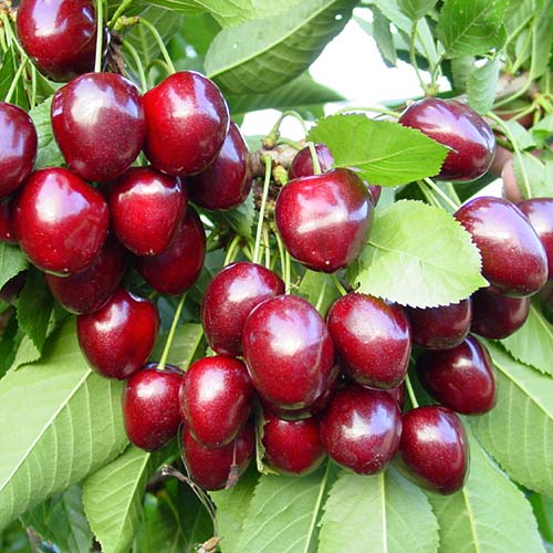 Черешня Сюрприз артикул фото 1 Черешня Сюрприз изображение 1 артикул 4251