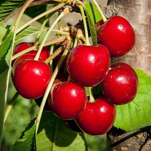 Черешня Свит Харт изображение 1 артикул 4400