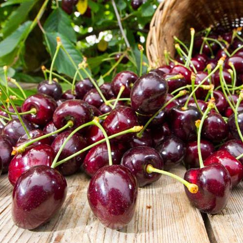 Черешня Тютчевка изображение 1 артикул 4257
