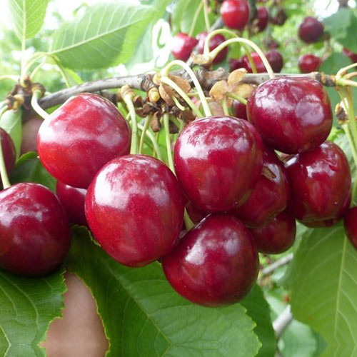 Черешня Волшебница изображение 1 артикул 4253