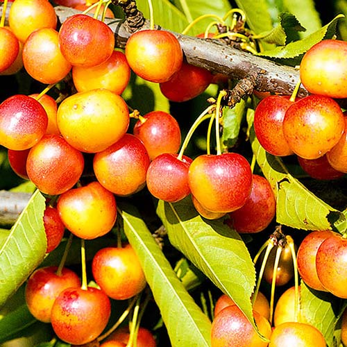 Черешня Янтарная изображение 1 артикул 4252