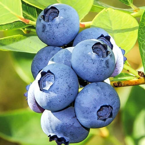 Черника садовая Блю Стар артикул фото 1 Черника садовая Блю Стар изображение 1 артикул 9282