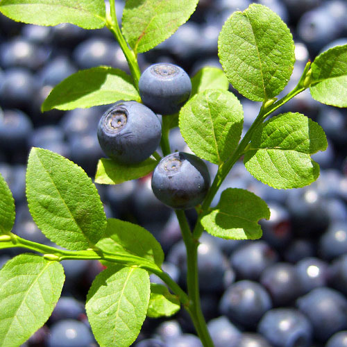 Черника Черное золото Уральский дачник артикул фото 1 Черника Черное золото Уральский дачник изображение 1 артикул 84955