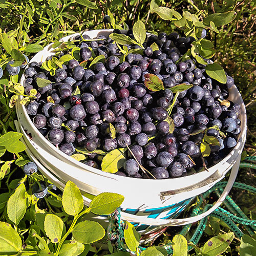 Черника Темная ночь Уральский дачник изображение 1 артикул 84954