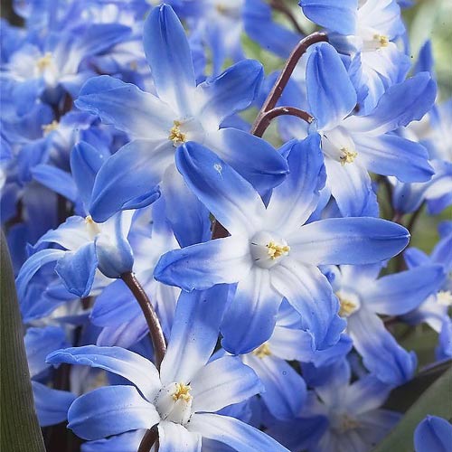 Хионодокса Блю Гигант артикул фото 1 Хионодокса Блю Гигант изображение 1 артикул 67321