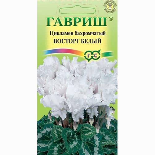 Цикламен бахромчатый Восторг белый F1 Гавриш артикул фото 1 Цикламен бахромчатый Восторг белый F1 Гавриш изображение 1 артикул 92248