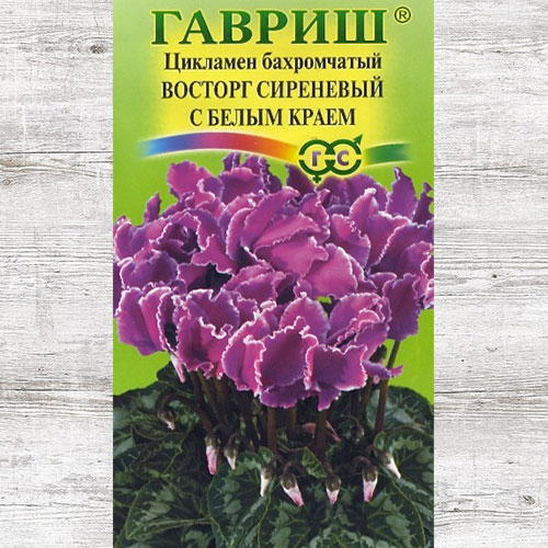 Цикламен бахромчатый Восторг сиреневый с белым краем Гавриш изображение 1 артикул 71264