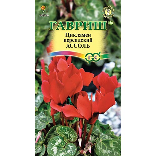 Цикламен персидский Ассоль Гавриш изображение 1 артикул 92252