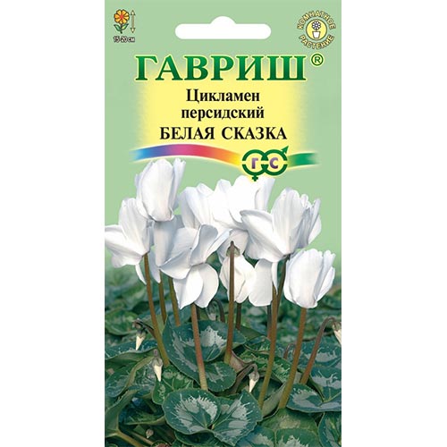 Цикламен персидский Белая сказка Гавриш изображение 1 артикул 92253