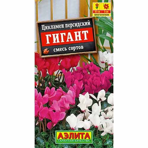 Цикламен персидский Гигант, смесь окрасок Аэлита артикул фото 1 Цикламен персидский Гигант, смесь окрасок Аэлита изображение 1 артикул 99183