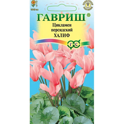 Цикламен персидский Халиф Гавриш артикул фото 1 Цикламен персидский Халиф Гавриш изображение 1 артикул 92262