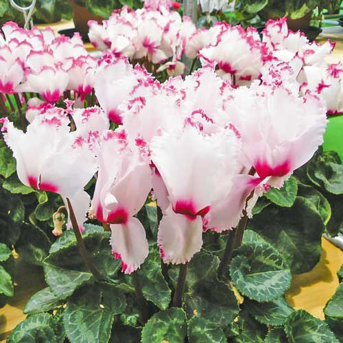 Цикламен персидский Клубничный коктейль F1, семена изображение 1 артикул 66149