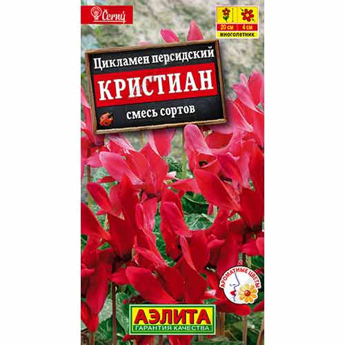Цикламен персидский Кристиан, смесь окрасок Аэлита артикул фото 1 Цикламен персидский Кристиан, смесь окрасок Аэлита изображение 1 артикул 99184