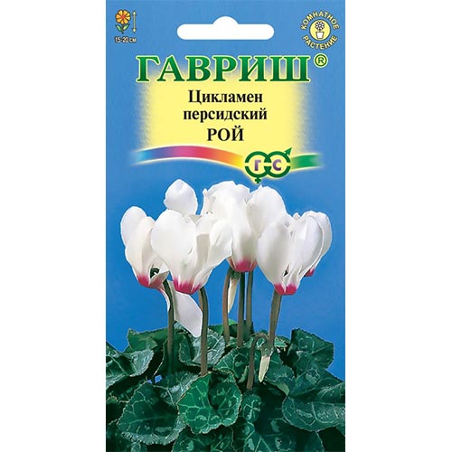 Цикламен персидский Рой Гавриш изображение 1 артикул 92260