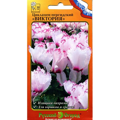 Цикламен персидский Виктория НК изображение 1 артикул 92646