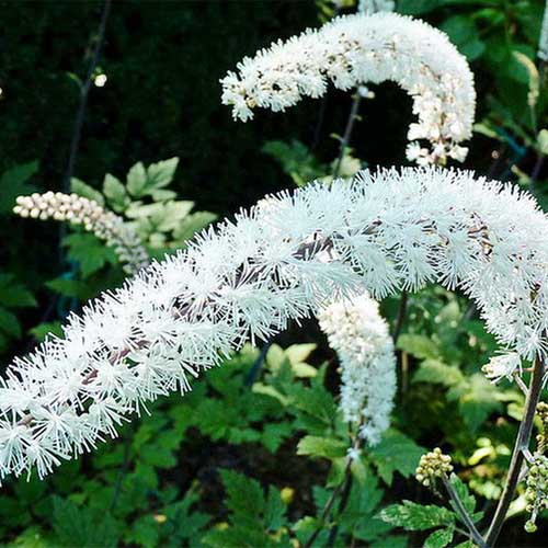 Цимицифуга (клопогон) ветвистый артикул фото 1 Цимицифуга (клопогон) ветвистый изображение 1 артикул 01421