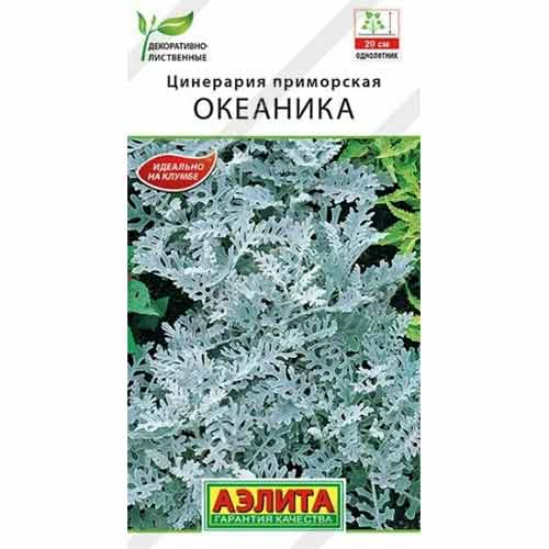 Цинерария приморская Океаника Аэлита изображение 1 артикул 99187