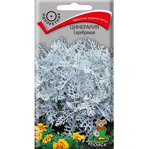 Цинерария Серебряная Поиск изображение 1 артикул 93149