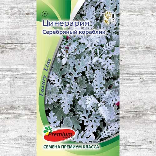Цинерария Серебряный кораблик изображение 1 артикул 83970