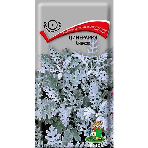 Цинерария Снежок Поиск изображение 1 артикул 93150