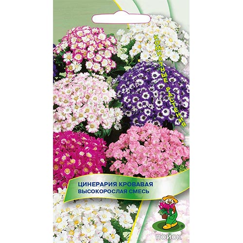 Цинерария Высокорослая, смесь окрасок Поиск изображение 1 артикул 93148
