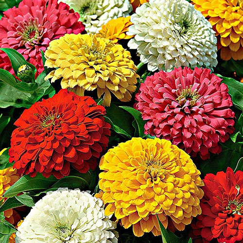 Циния Дыхание осени, смесь окрасок Premium Seeds изображение 1 артикул 83969