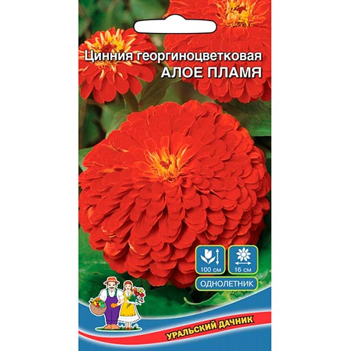 Цинния Алое Пламя Уральский дачник изображение 1 артикул 94850