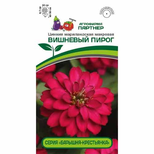 Цинния мариландская махровая Барышня-крестьянка Вишневый пирог Партнер артикул фото 1 Цинния мариландская махровая Барышня-крестьянка Вишневый пирог Партнер изображение 1 артикул 84830