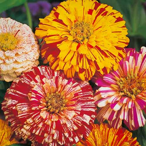 Цинния Бонбон биколор, смесь окрасок изображение 1 артикул 66180