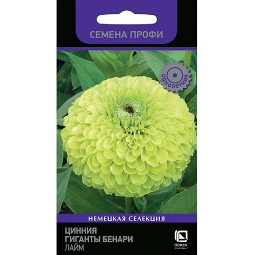 Цинния Гиганты Бенари Лайм Поиск изображение 1 артикул 93152