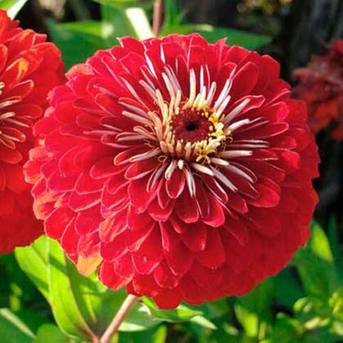 Цинния Исполин красный, семена изображение 1 артикул 66916