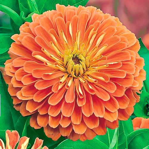 Цинния Исполин лососевый артикул фото 1 Цинния Исполин лососевый изображение 1 артикул 66917