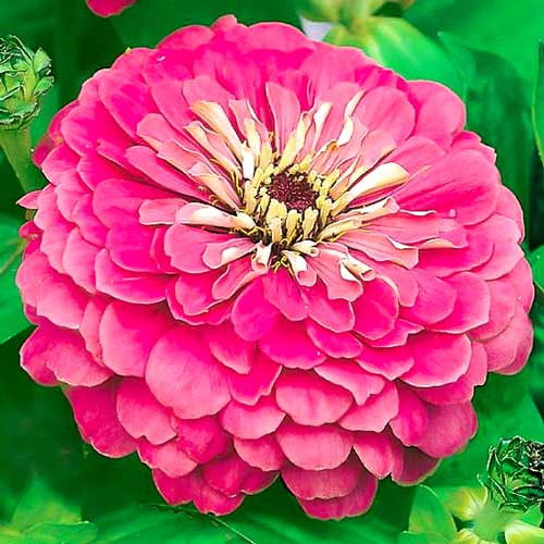 Цинния Исполин малиновый изображение 1 артикул 66918