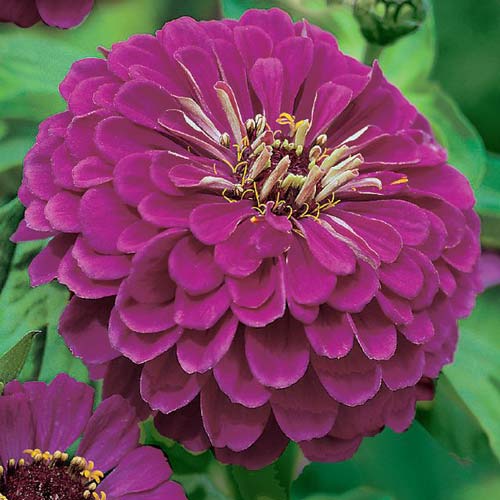 Цинния Исполин пурпурный изображение 1 артикул 66919