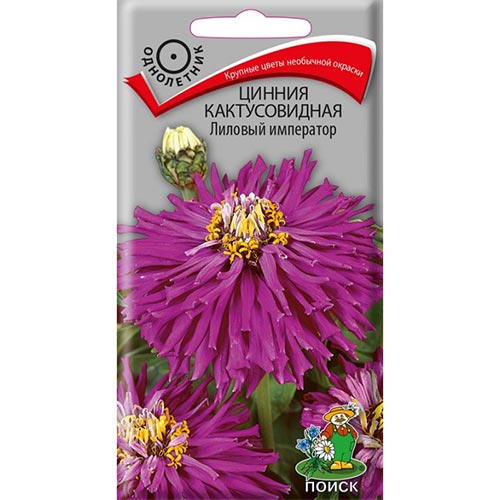 Цинния Лиловый император Поиск изображение 1 артикул 93154
